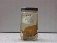 藏品(雙峰三稜箱魨)的圖片